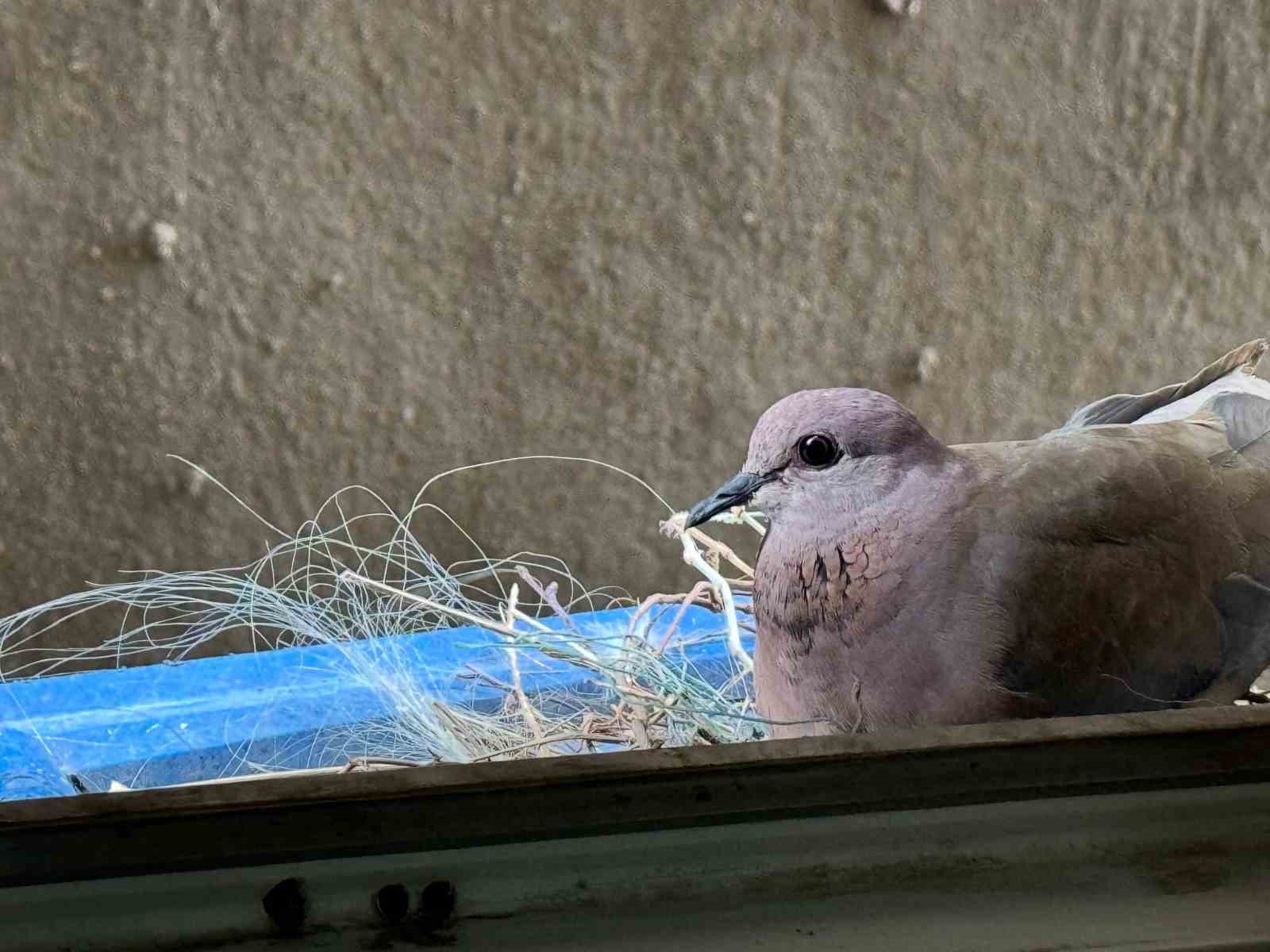 2 yıldır pencerelerine yuva yapan kumruya gözleri gibi bakıyorlar