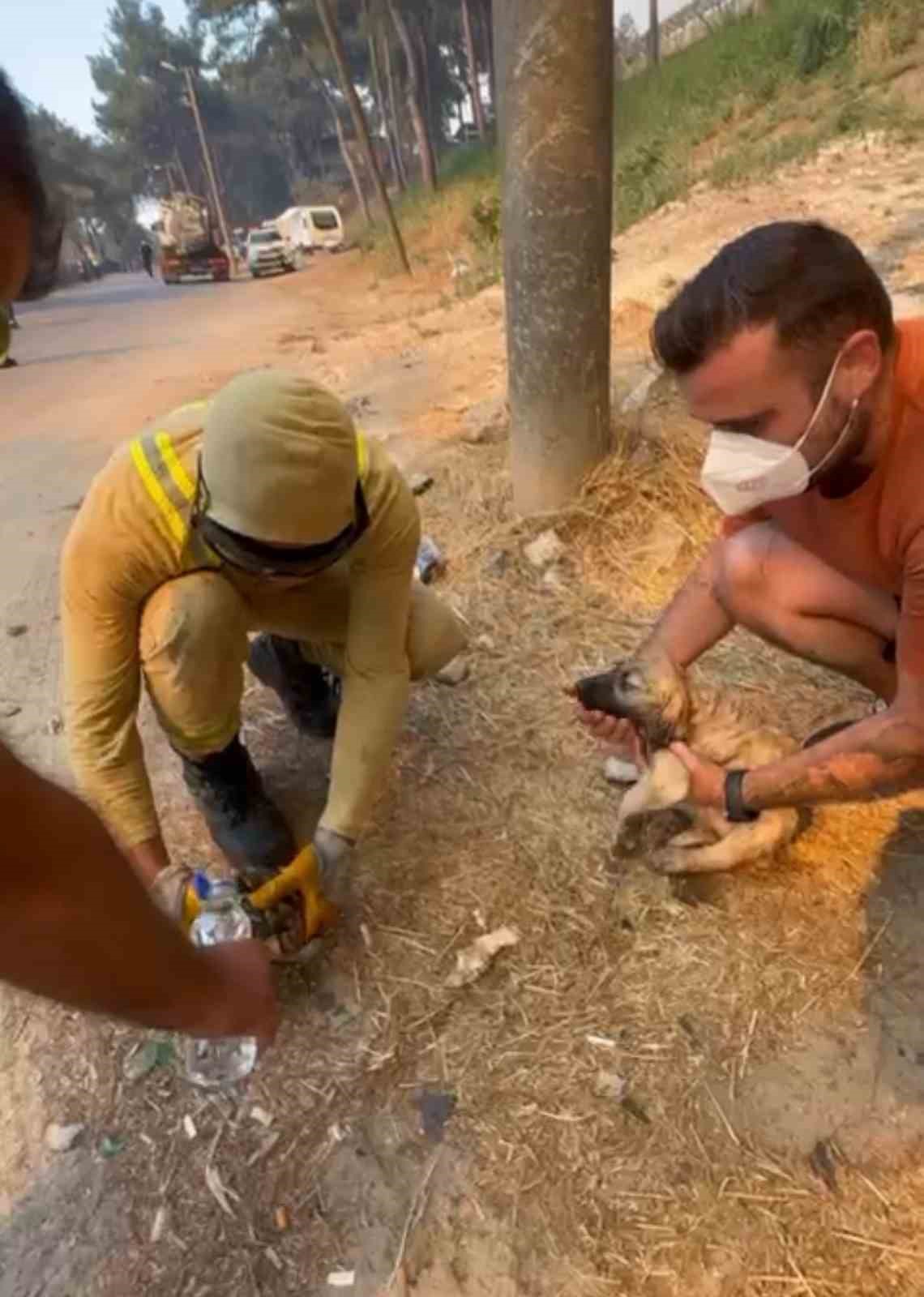 Orman ekipleri Çanakkale’de devam eden yangında kaplumbağa ve köpek yavrusunu kurtardı