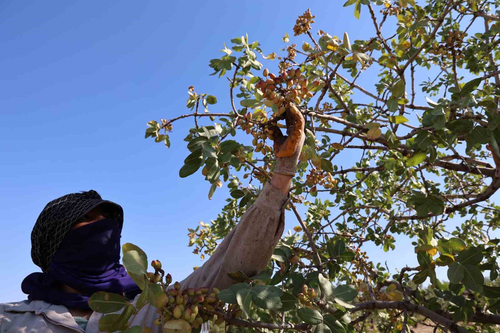 Diyarbakır’da ‘Yeşil altın’ın hasadına başlandı
