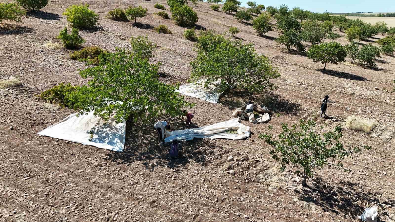 Diyarbakır&rsquo;da &lsquo;Yeşil altın&rsquo;ın hasadına başlandı
