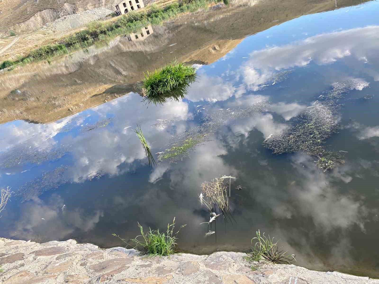 Karasu’da balık ölümleri korku saçıyor