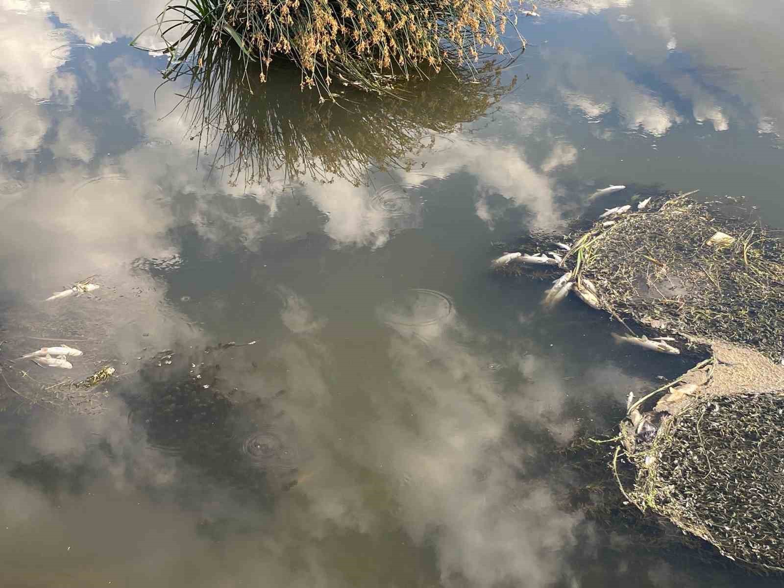Karasu&rsquo;da balık &ouml;l&uuml;mleri korku sa&ccedil;ıyor
