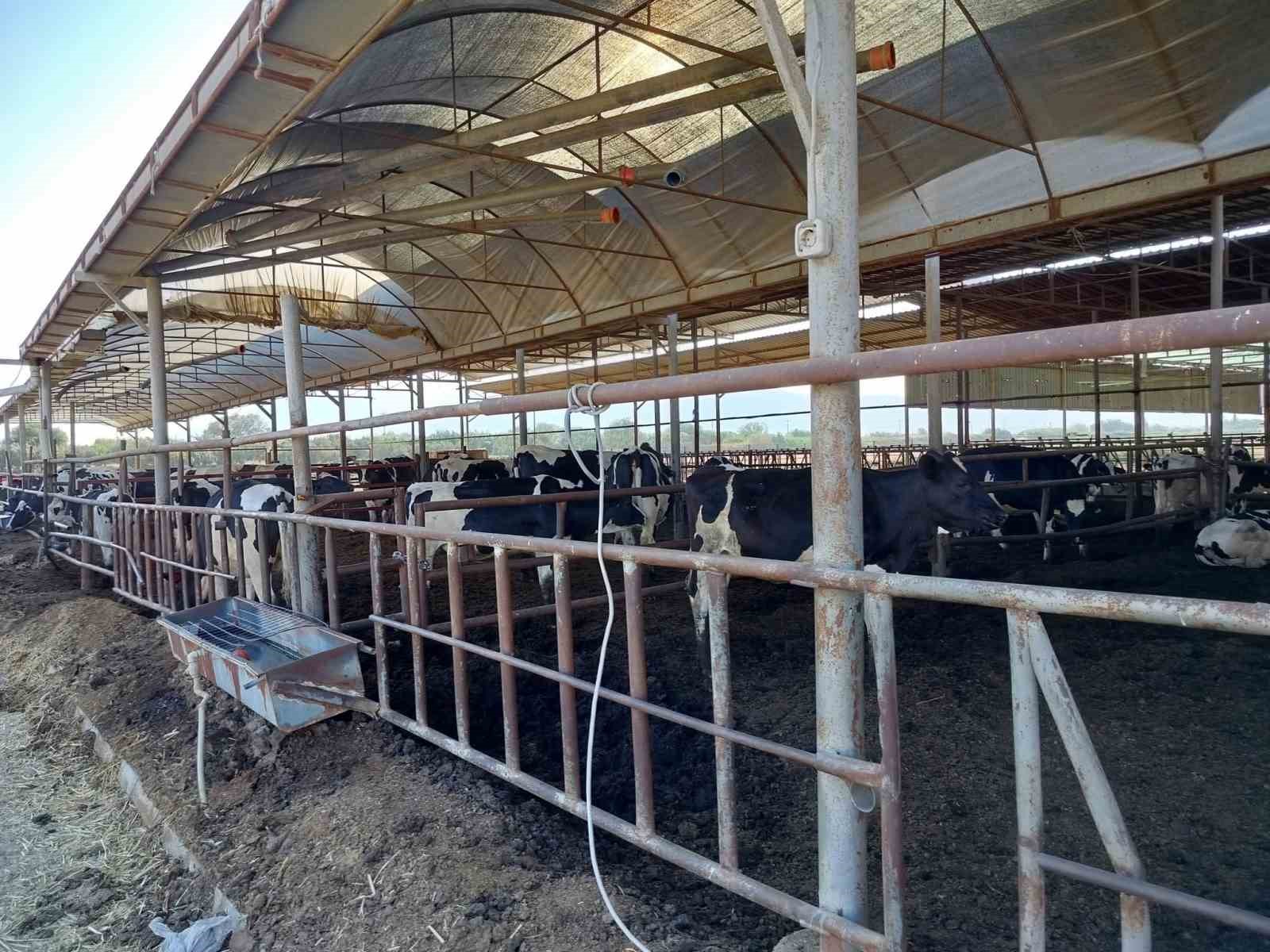 Söke’de hastalıktan ari işletmeler denetlendi