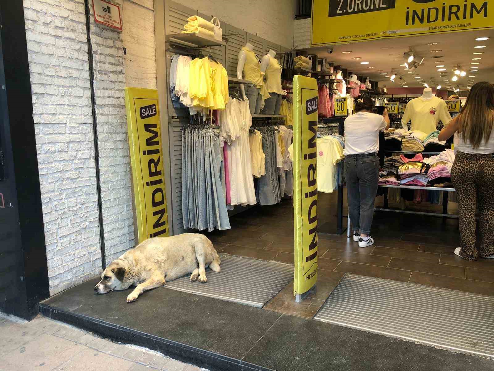 Sıcaktan bunalan k&ouml;pek &ccedil;areyi klimanın altına yatmakla buldu
