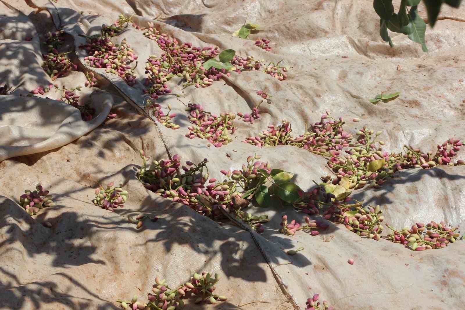 Fıstığın anavatanı Gaziantep’te hasat başladı
