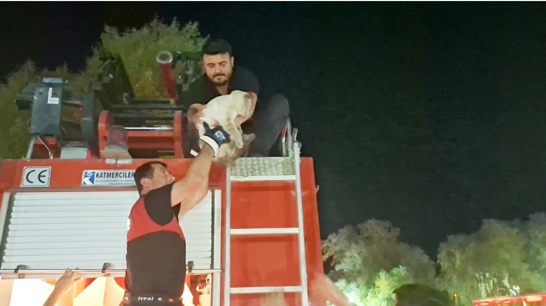 Hisarcık’ta ağaçta mahsur kalan kedi itfaiye ekipleri tarafından kurtarıldı