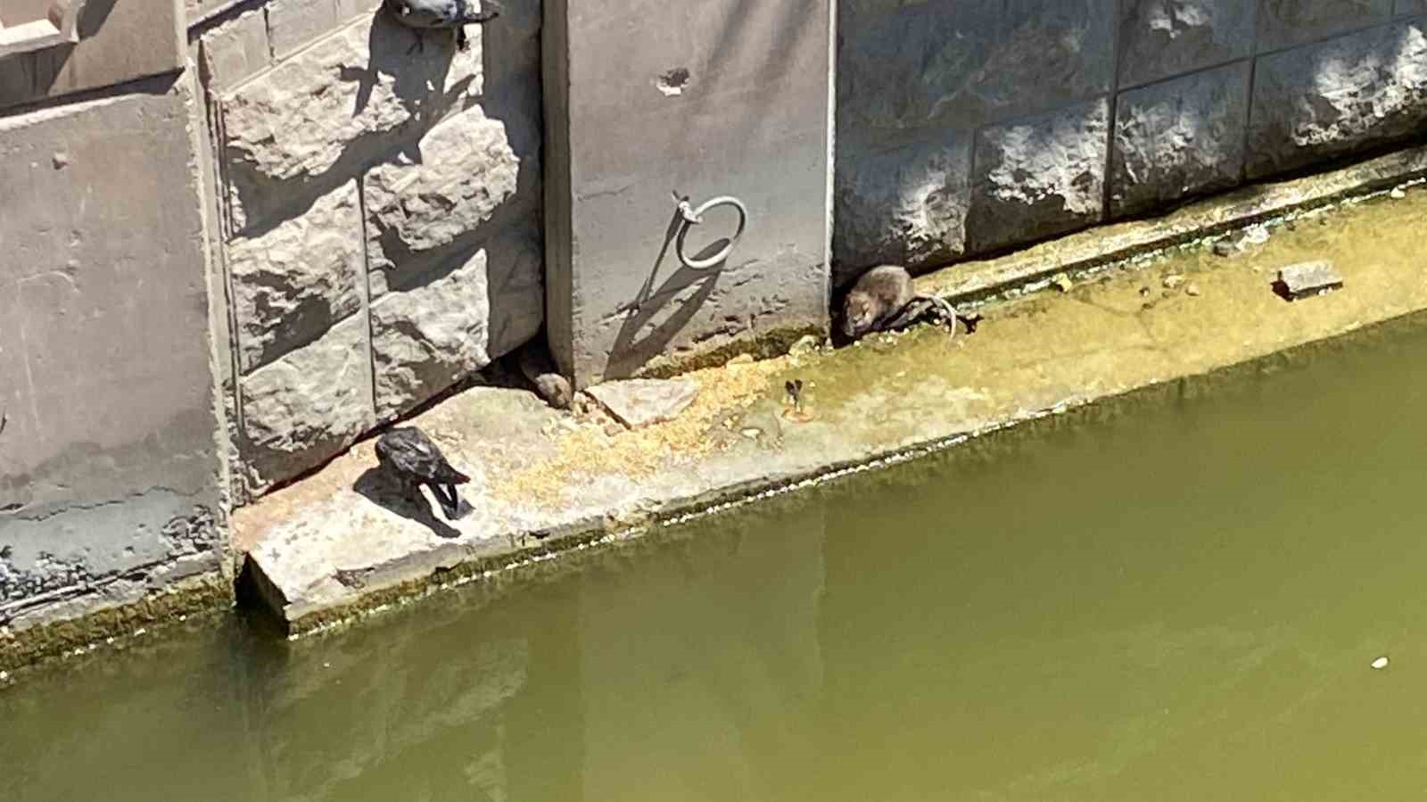 Havalar ısınınca fareler Porsuk &Ccedil;ayı&rsquo;na geri d&ouml;nd&uuml;
