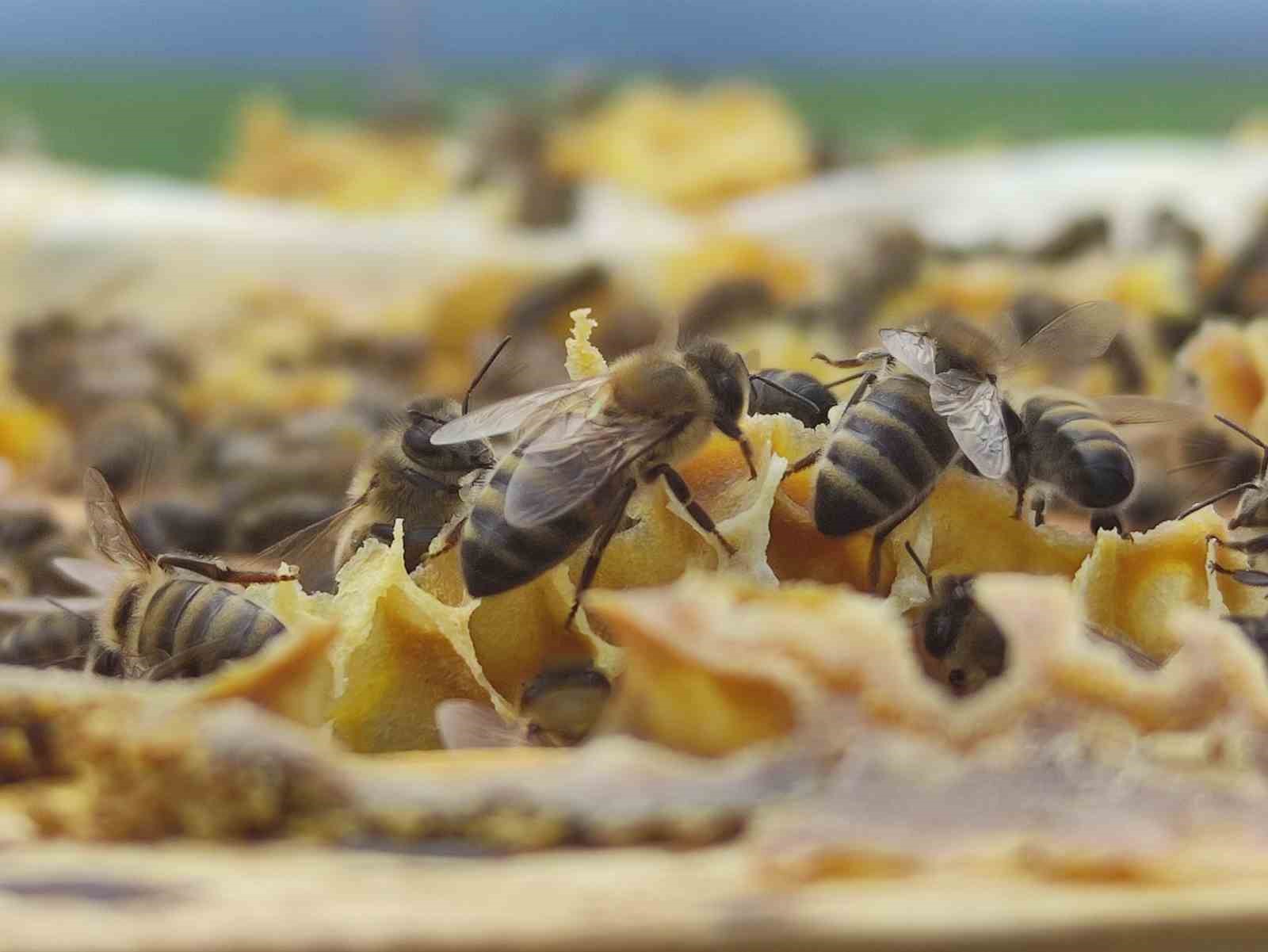 Refahiye’deki bal tesisiyle ilgili Tarım Kredi’den açıklama
