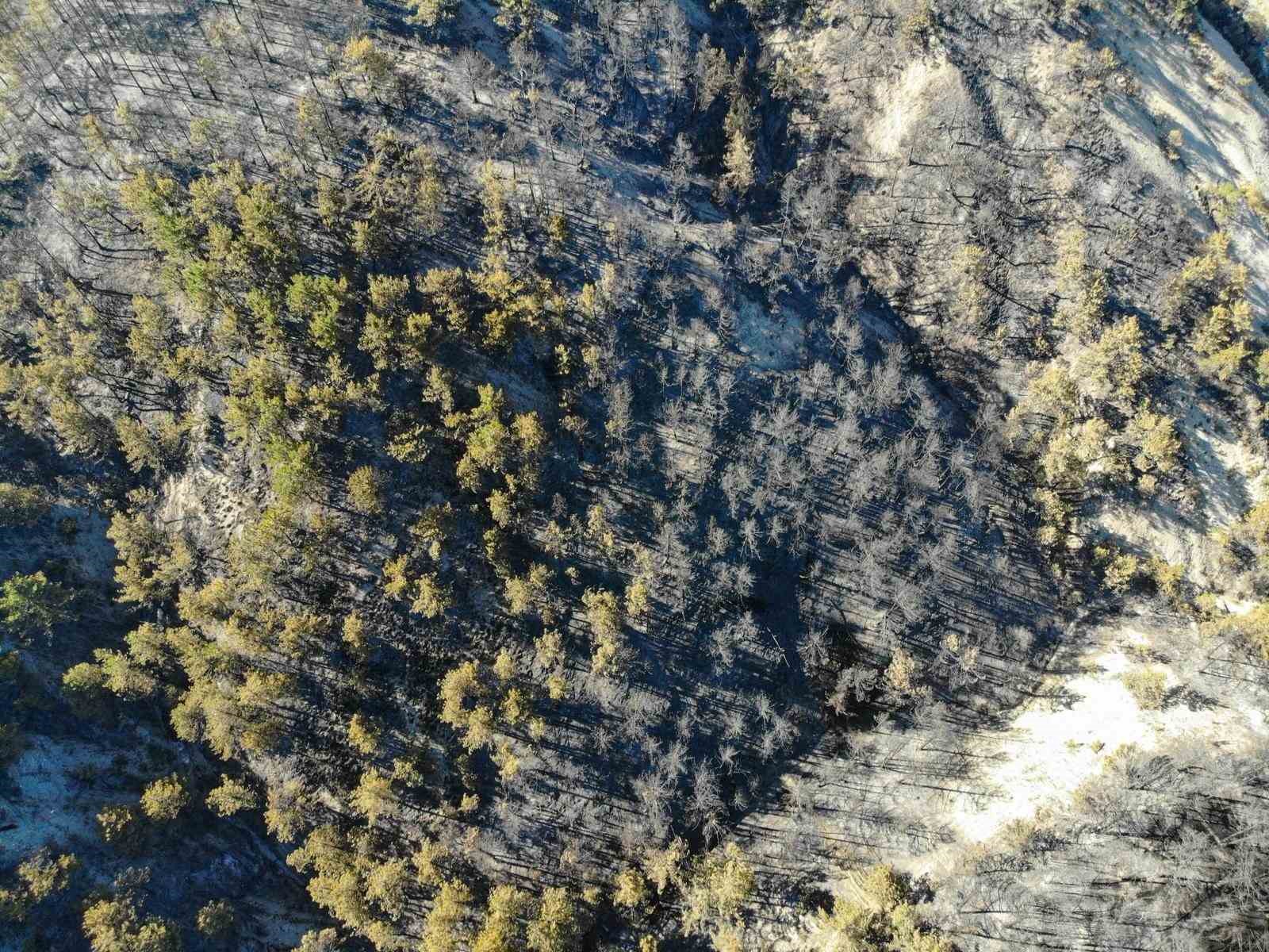 Bolu&rsquo;da orman yangını b&uuml;y&uuml;k &ouml;l&ccedil;&uuml;de kontrol altına alındı
