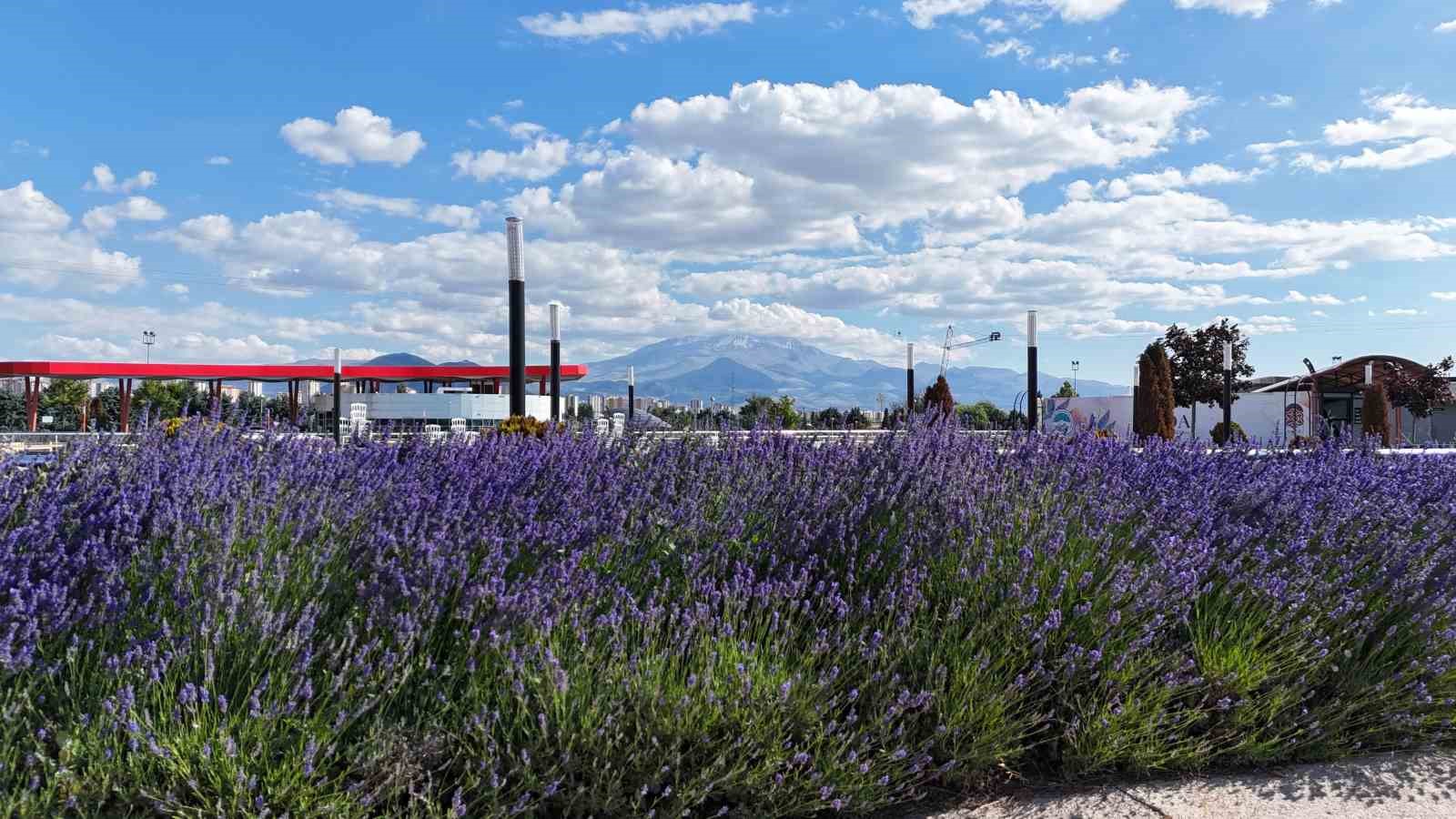 Kayseri’nin dört bir yanına lavanta esintisi