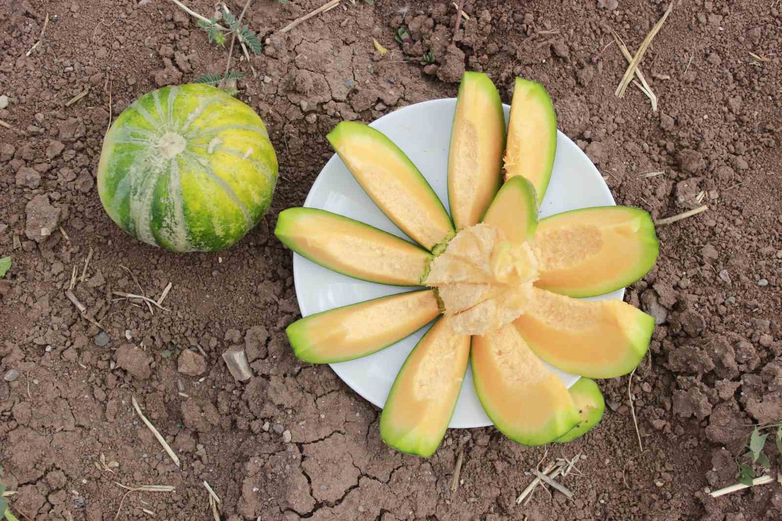 Kokusu, lezzeti, rengiyle farklı bağrıbütün hasadı başladı