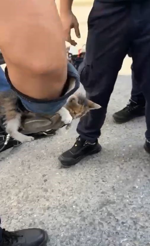 Gurbet&ccedil;i aileye d&ouml;n&uuml;ş zamanı kedi s&uuml;rprizi
