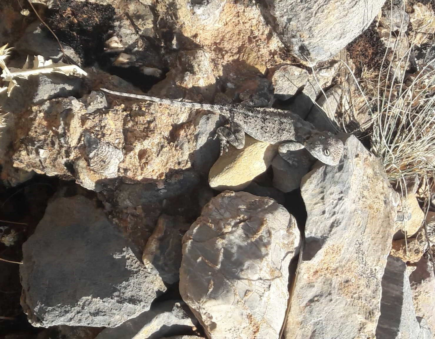 Tunceli’de kırmızı listede bulunan ‘Bozkır Keleri’ görüldü