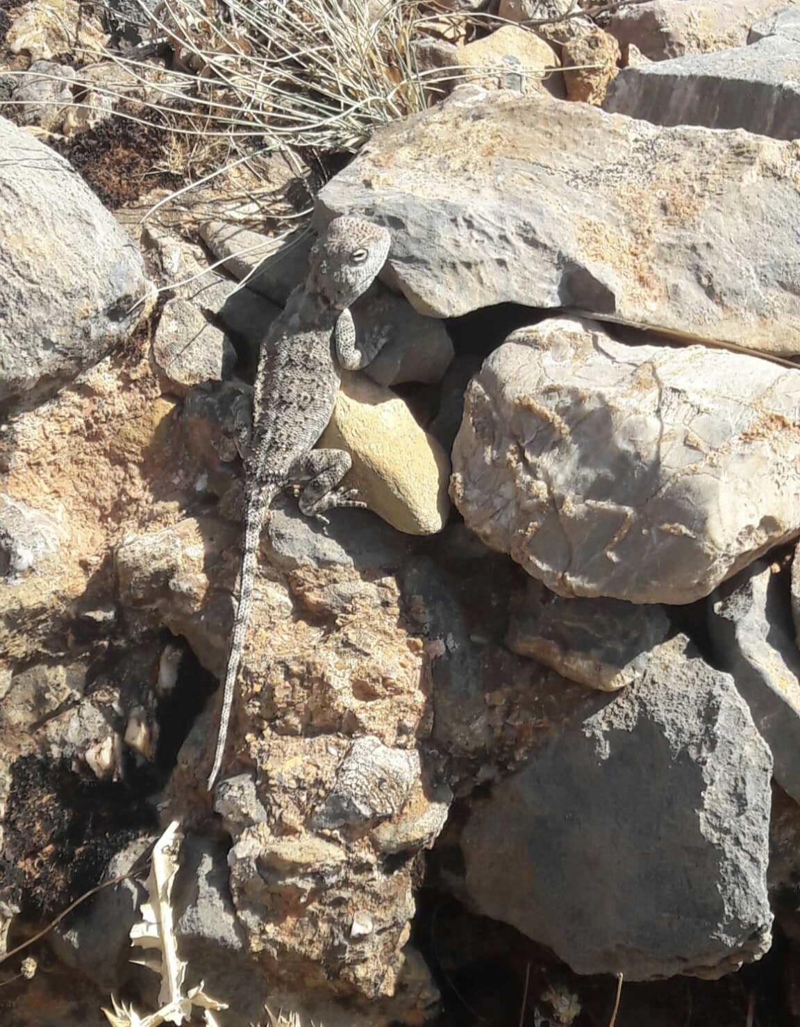 Tunceli&rsquo;de kırmızı listede bulunan &lsquo;Bozkır Keleri&rsquo; g&ouml;r&uuml;ld&uuml;
