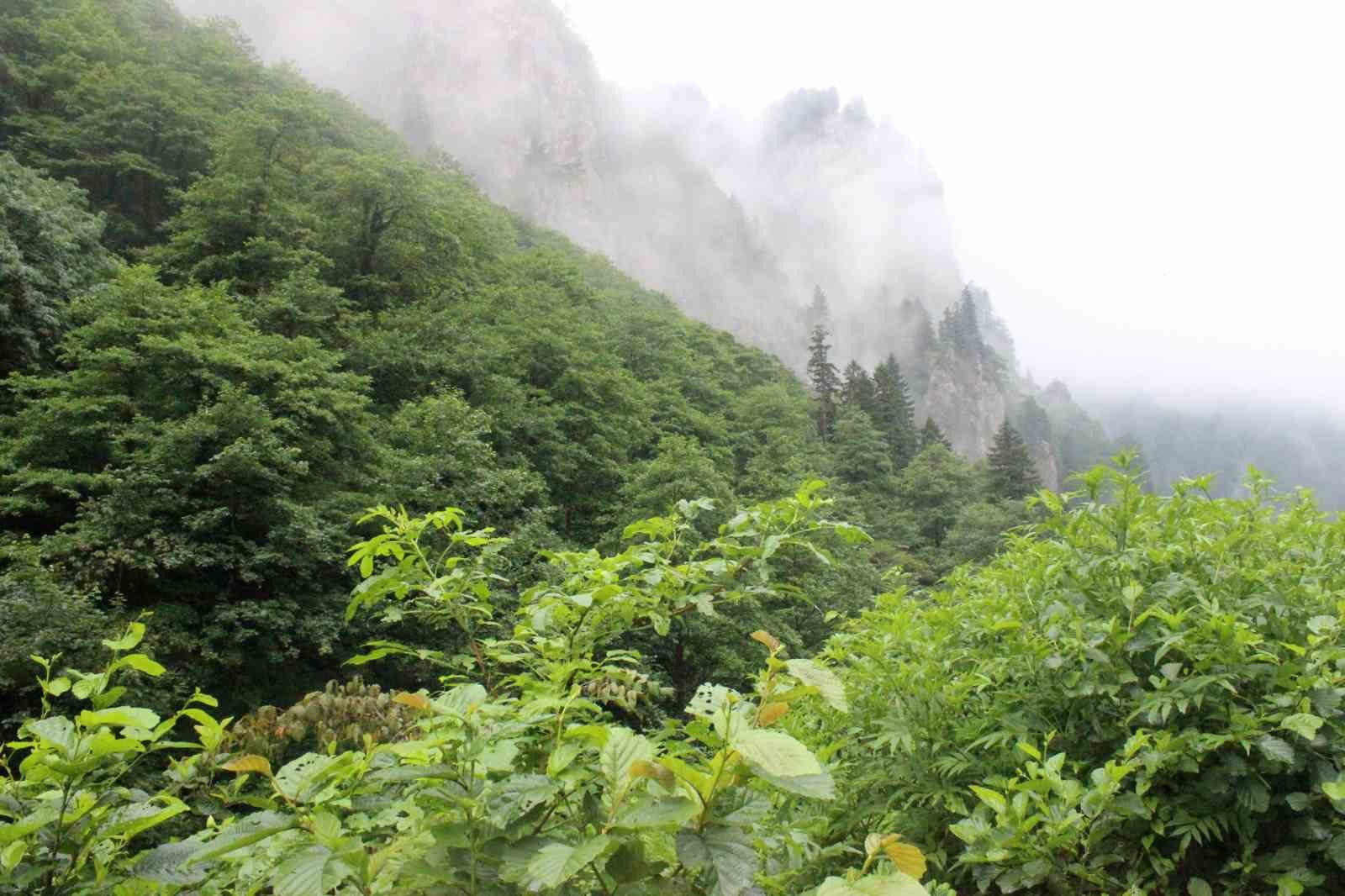 Eşini öldürdükten sonra ormanlık alana kaçan cinayeti zanlısını arama çalışmaları sürüyor