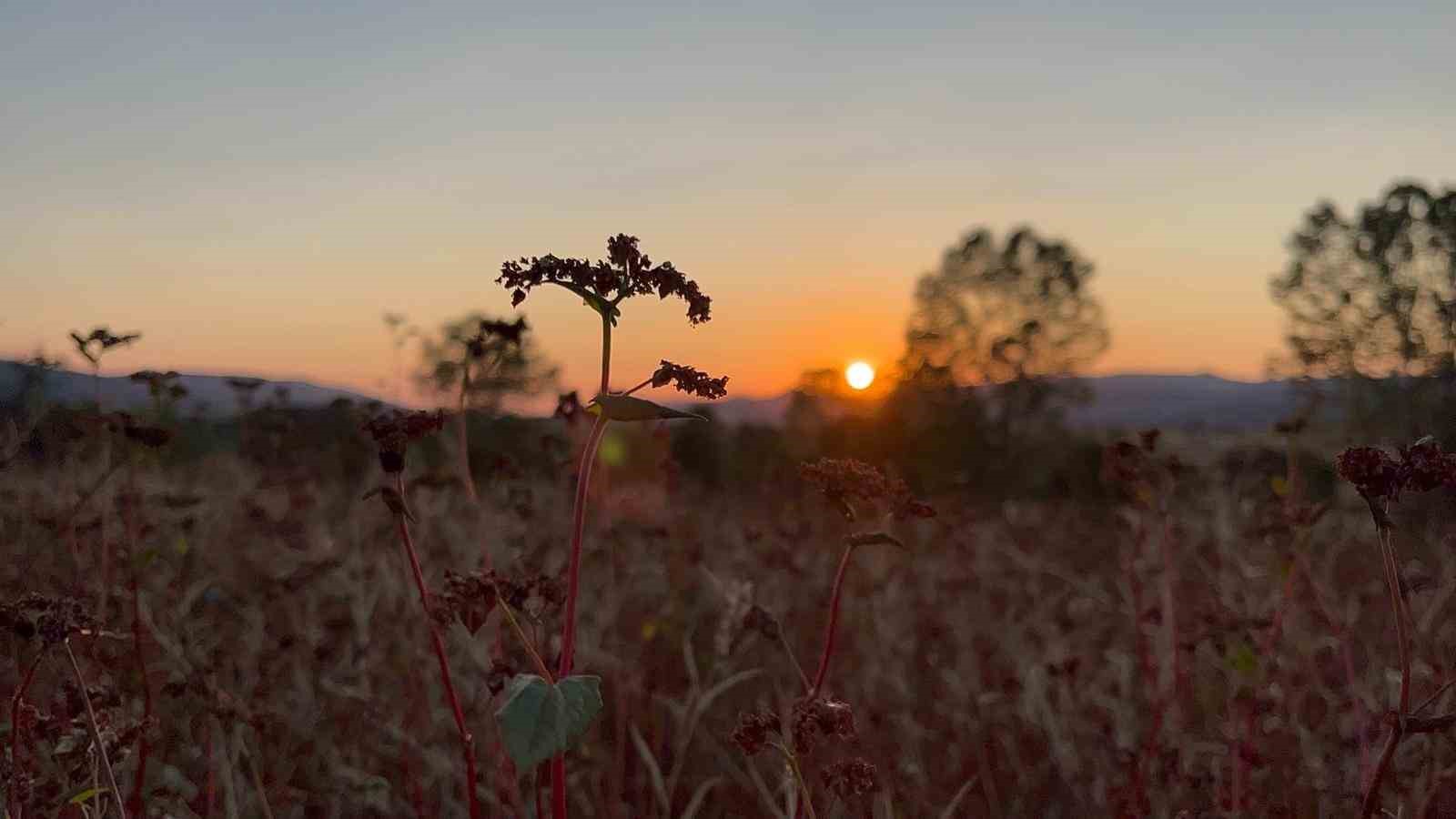 &Ccedil;&ouml;lyak hastalarının besin kaynağı karabuğdayın hasadı başladı
