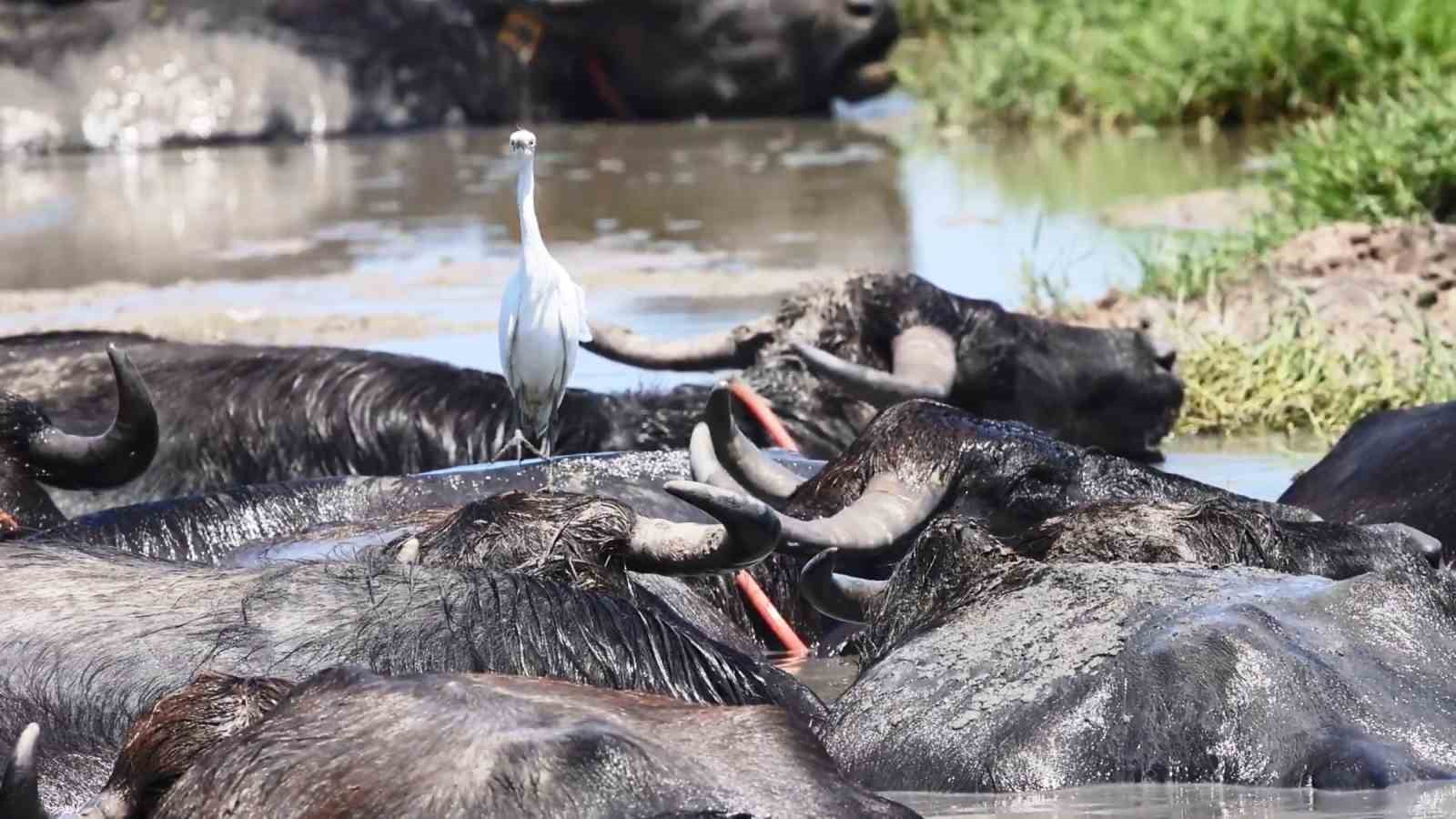 Sıcaktan bunalan mandaların deltadaki serinleme keyfi objektiflere yansıdı
