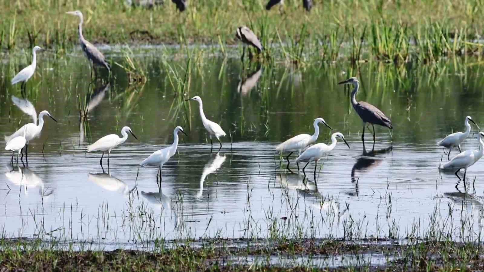 Sıcaktan bunalan mandaların deltadaki serinleme keyfi objektiflere yansıdı
