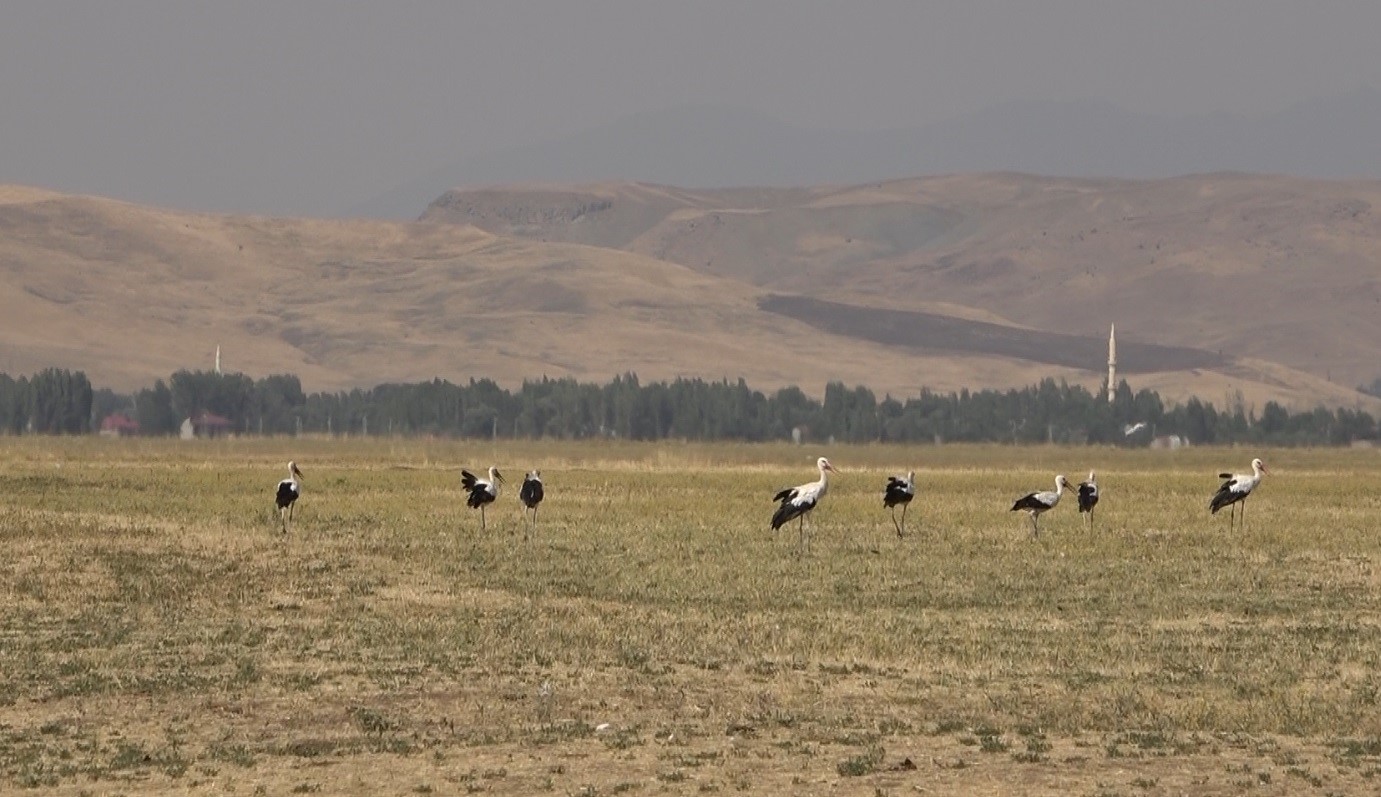 Muş Ovası’nda leylekler büyük göçe hazır