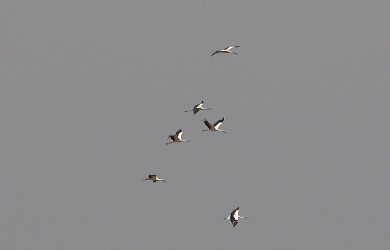 Muş Ovası&rsquo;nda leylekler b&uuml;y&uuml;k g&ouml;&ccedil;e hazır
