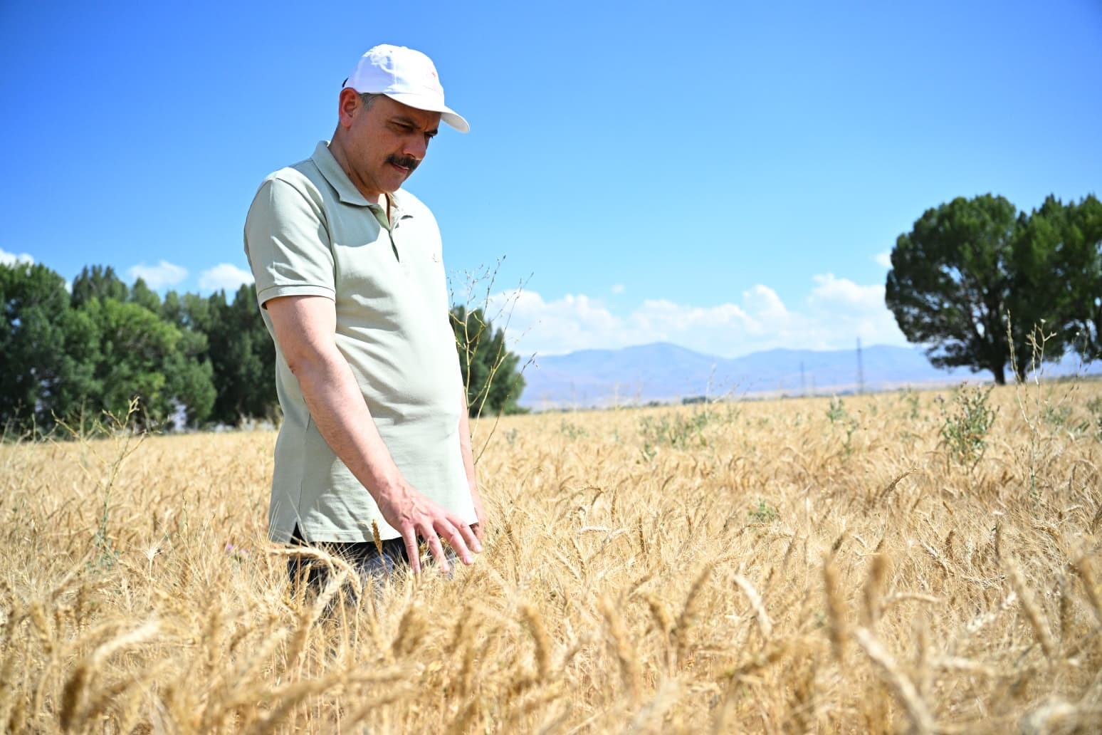 Tarım Lisesi&rsquo;nde buğday hasadı
