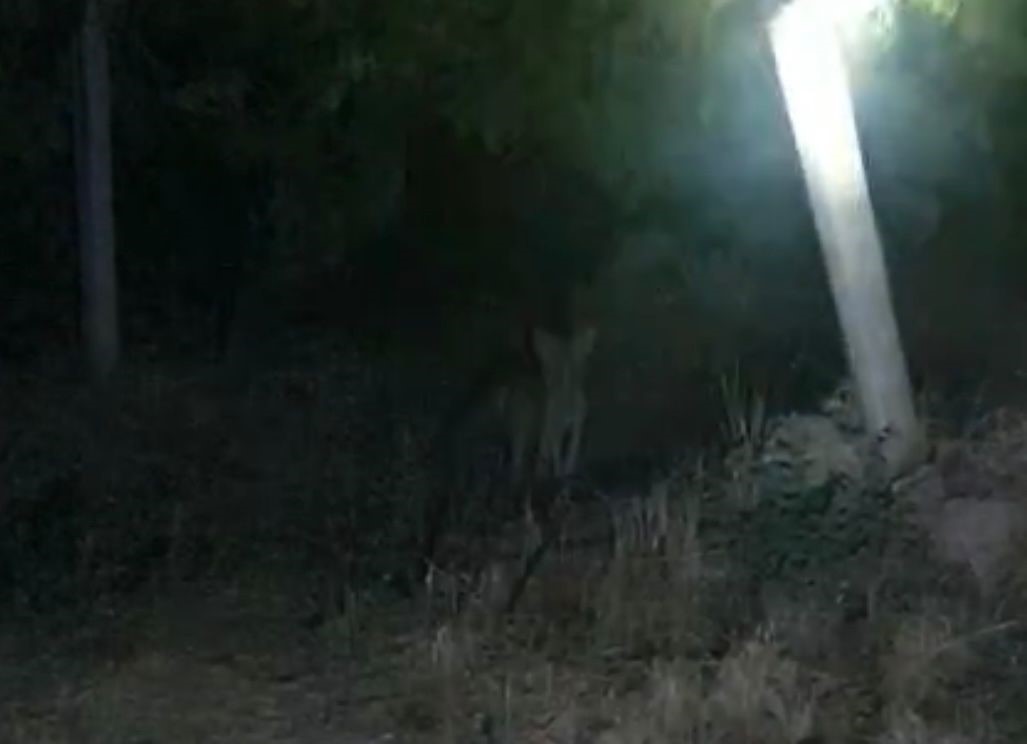 Tilkiler üzün bağlarına dadandı