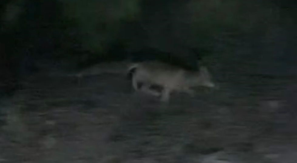 Tilkiler üzün bağlarına dadandı