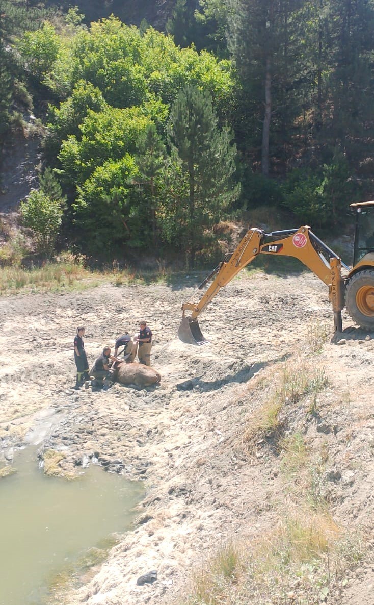 Bataklığa saplanan ineği itfaiye ekipleri kurtardı