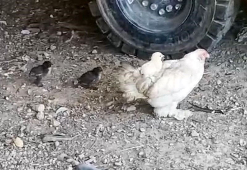 Anne sırtında keyifli gezinti