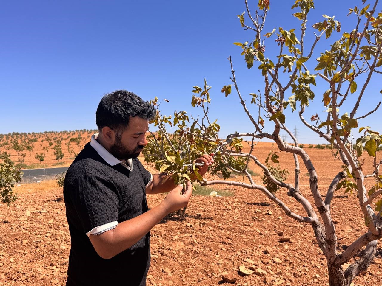 Şanlıurfa’da fıstık bahçelerini bekleyen büyük tehlike: Fitoplazma