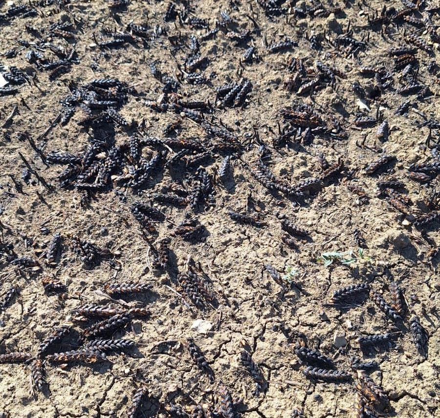 Yangından etkilenen hububat ekili alanlarda hasar tespit &ccedil;alışması
