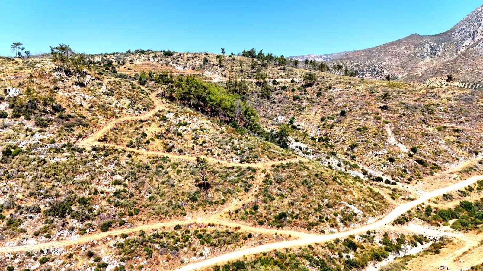 Çökertme’de küle dönen ormanlar 5 yılda yeniden hayat buldu