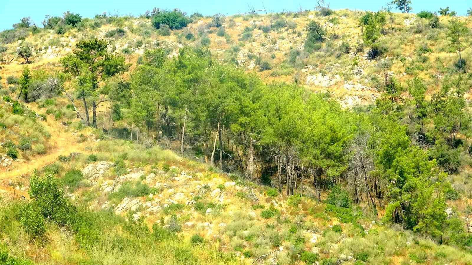 &Ccedil;&ouml;kertme&rsquo;de k&uuml;le d&ouml;nen ormanlar 5 yılda yeniden hayat buldu
