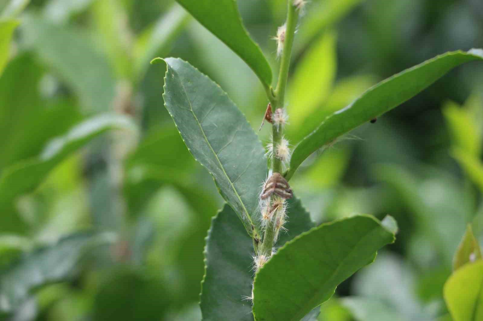 Doğu Karadeniz’in korkulu rüyası ’Vampir kelebekler’ yeniden ortaya çıktı