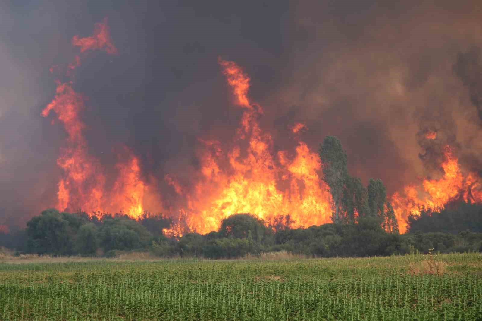 Yangınlara karşı keçi çözümü