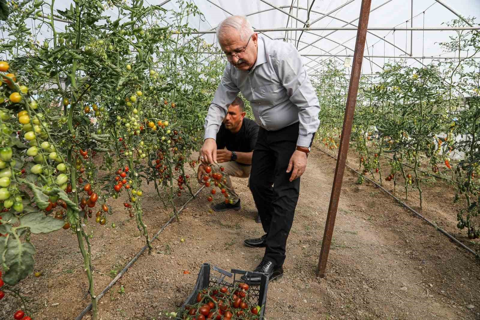 Van’da ata tohum ile elde edilen ürünlerin hasadı yapıldı