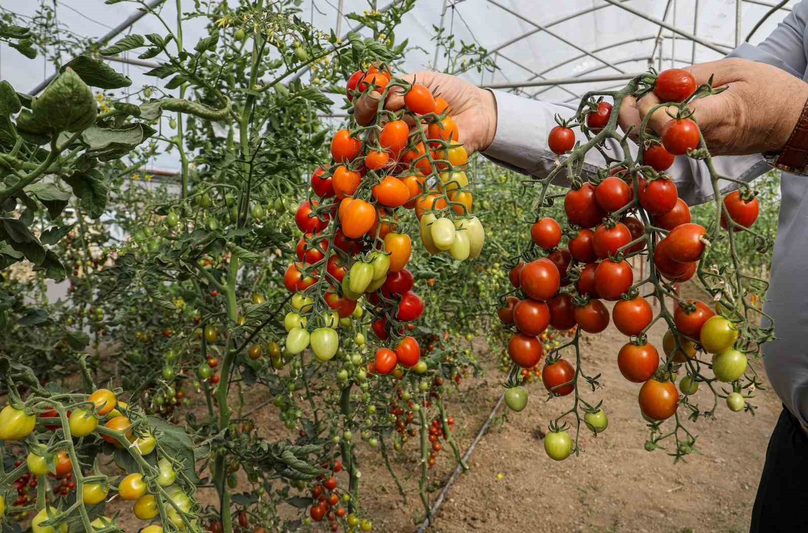 Van&rsquo;da ata tohum ile elde edilen &uuml;r&uuml;nlerin hasadı yapıldı
