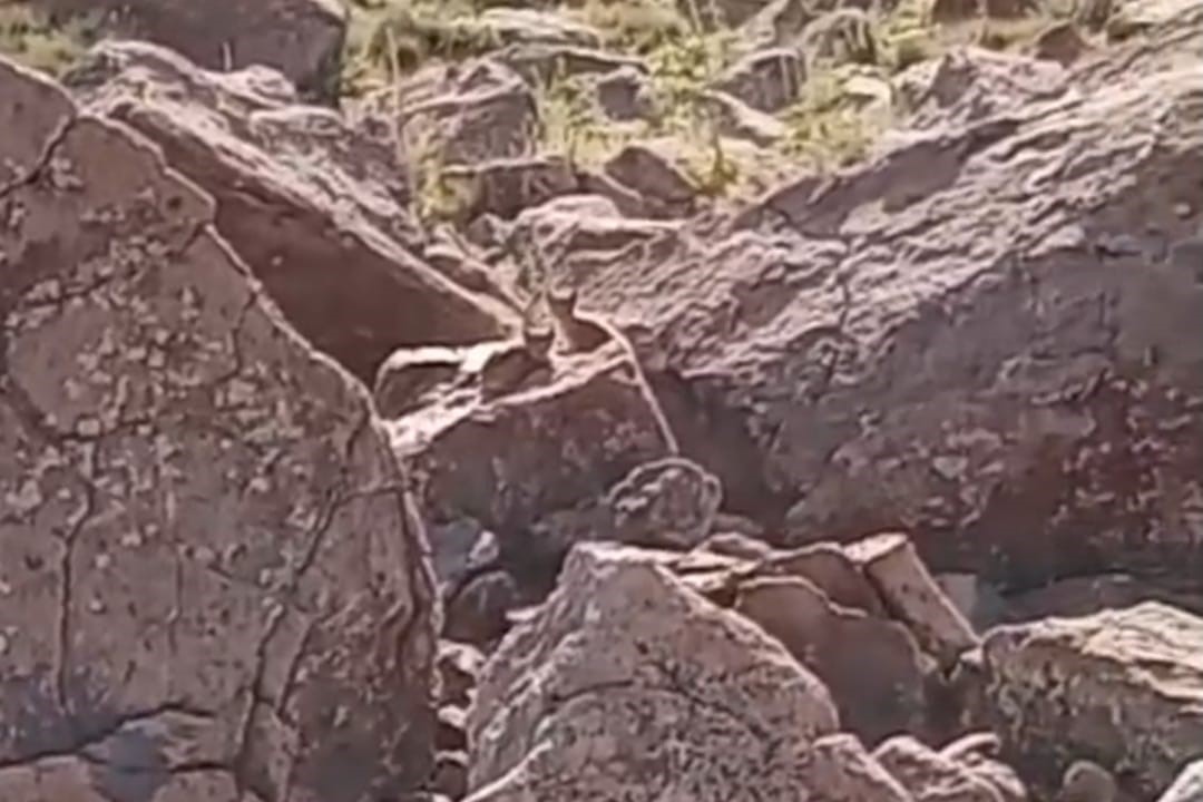 Muradiye’de vaşak ailesi görüntülendi