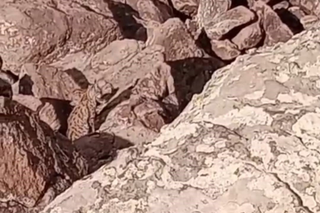 Muradiye&rsquo;de vaşak ailesi g&ouml;r&uuml;nt&uuml;lendi
