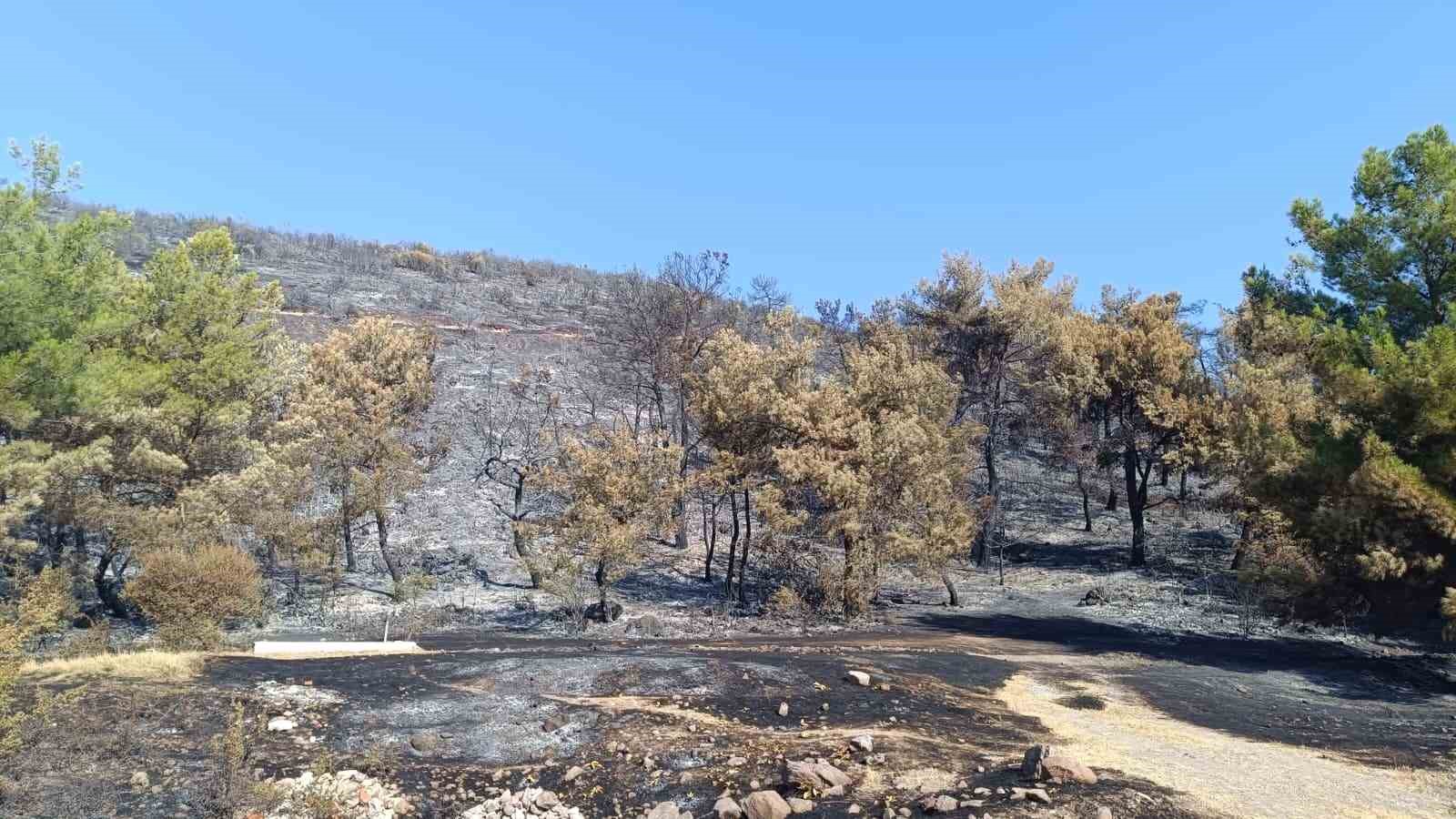 Şehzadeler&rsquo;deki orman yangınıyla ilgili 1 kişi tutuklandı
