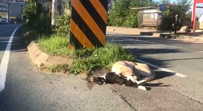 Anne köpek otomobilin çarpması ile telef olan yavrusunun başından ayrılmadı