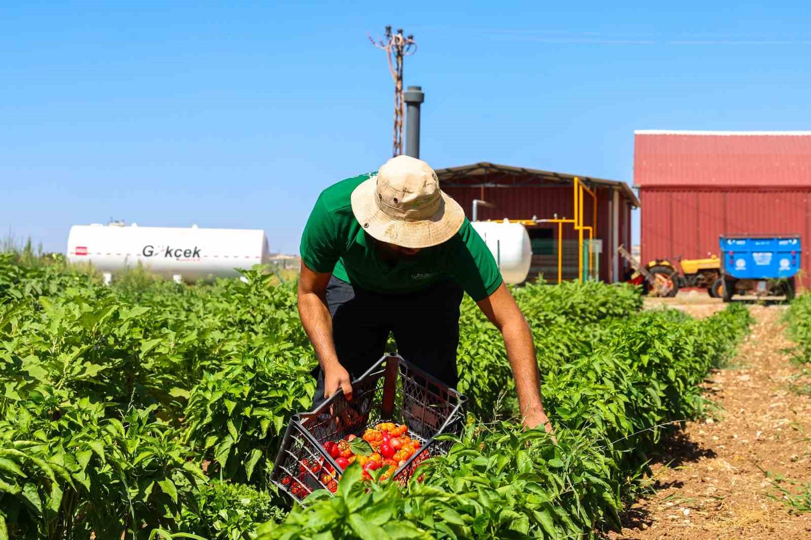 Gaziantep Büyükşehir, ata tohumlarına sahip çıkıyor