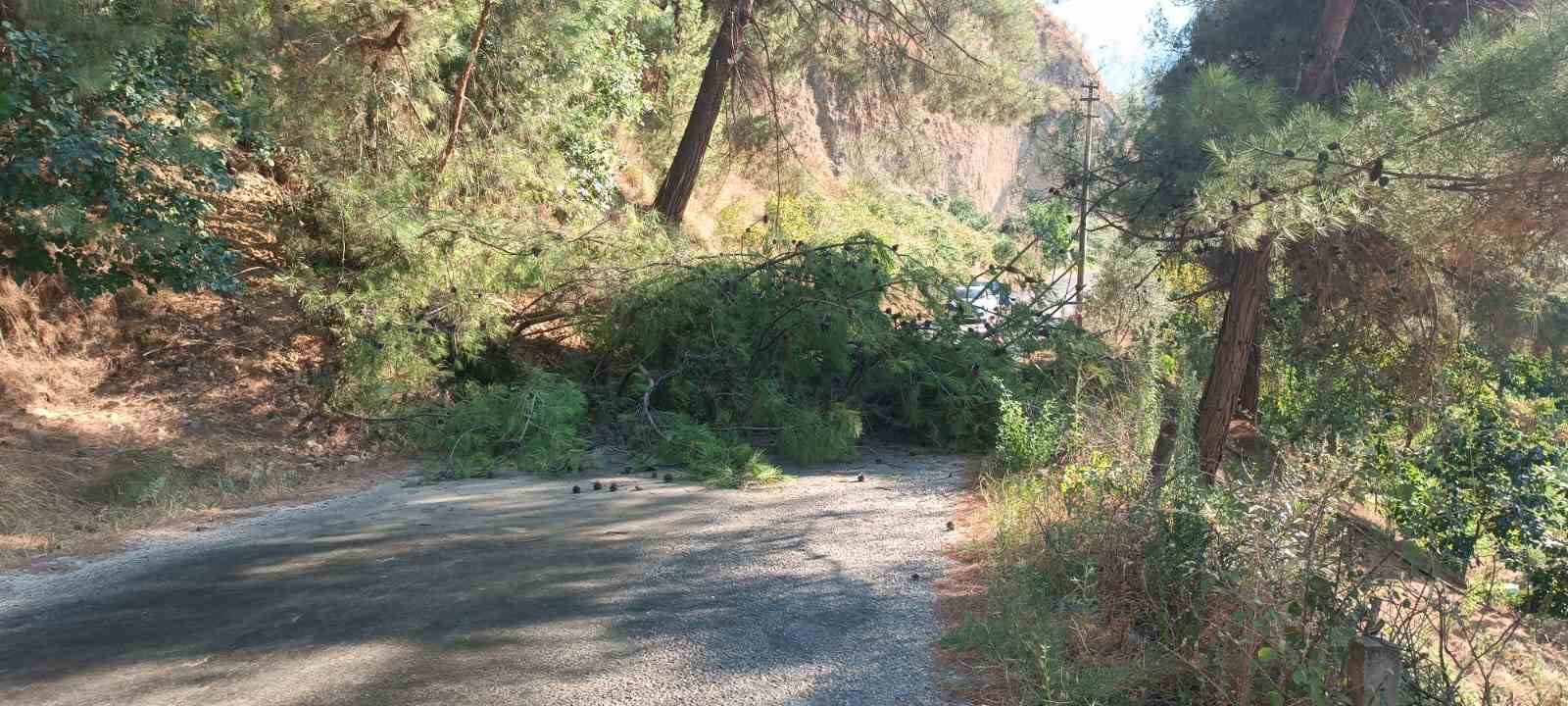 Alaşehir’de devrilen ağaç yolu ulaşıma kapattı