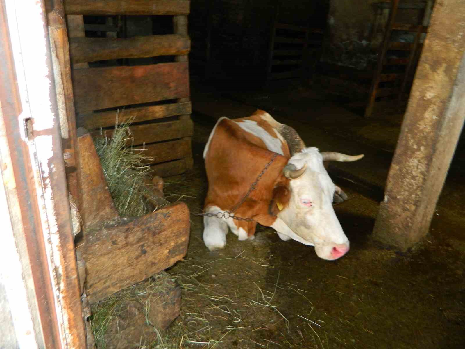 Posof’ta şap hastalığı besicileri zor durumda bıraktı