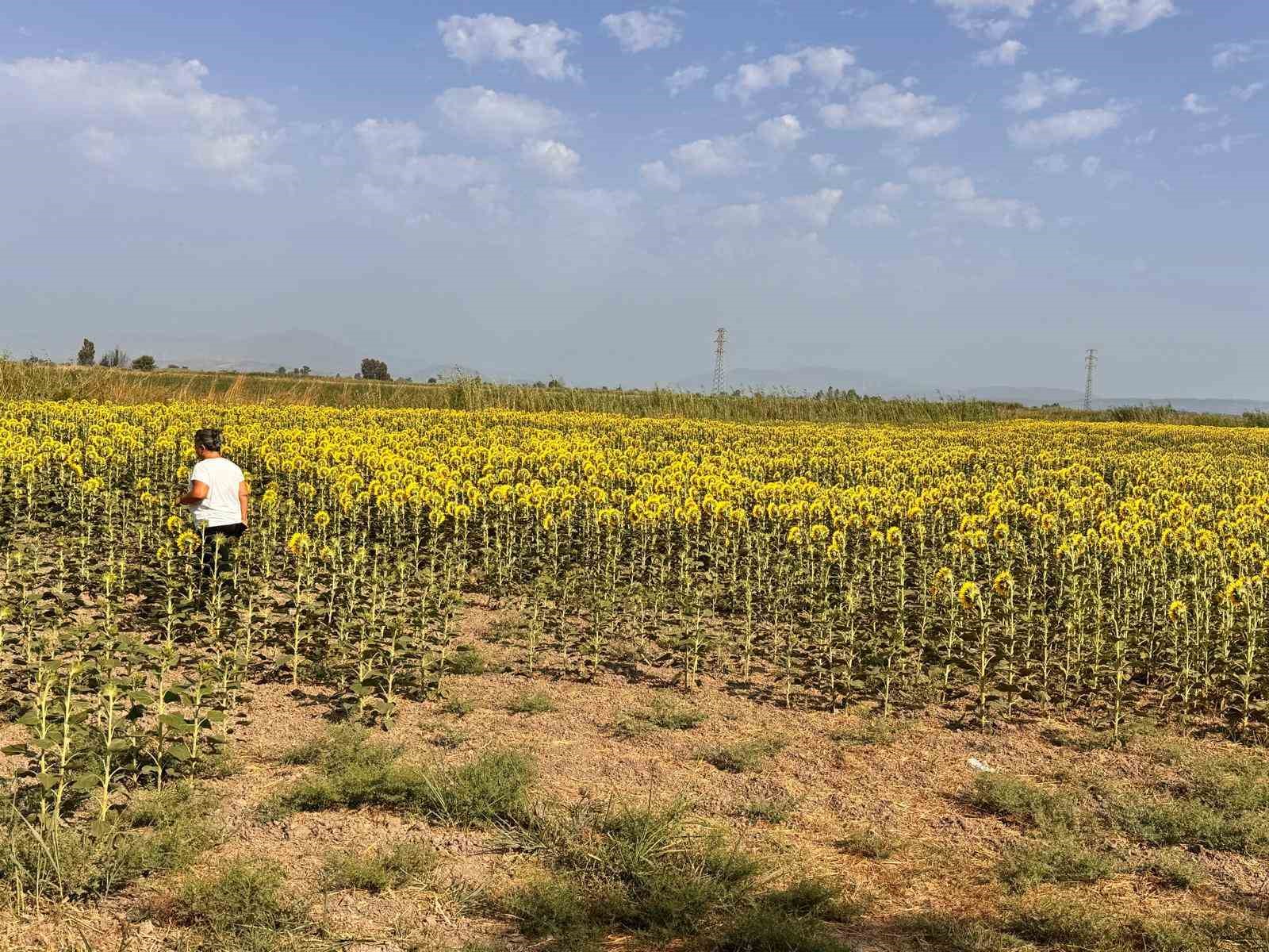 Söke’de ayçiçeği tarlaları taranıyor