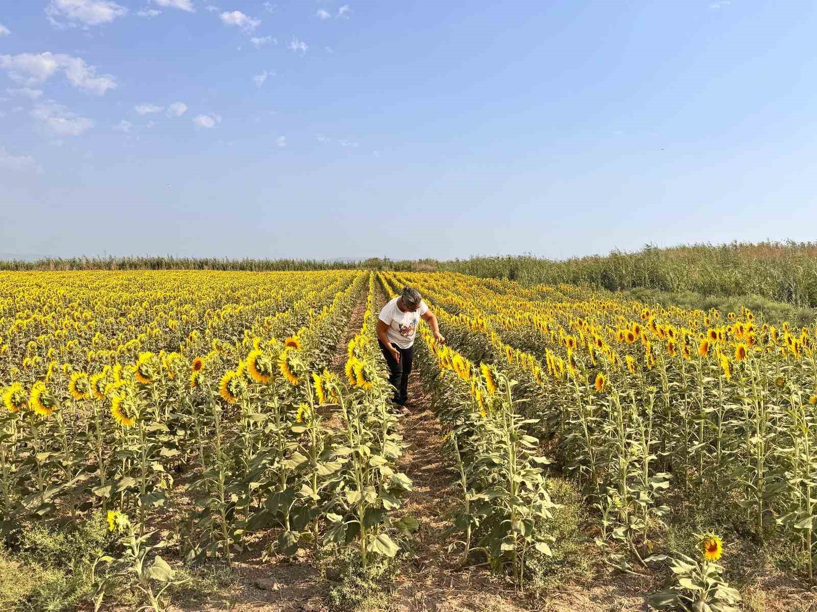 S&ouml;ke&rsquo;de ay&ccedil;i&ccedil;eği tarlaları taranıyor
