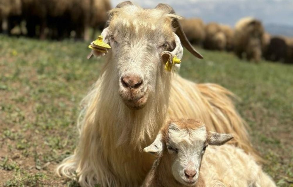 Y&uuml;ksekova&rsquo;da s&uuml;t hijyeni eğitimi s&uuml;r&uuml;yor
