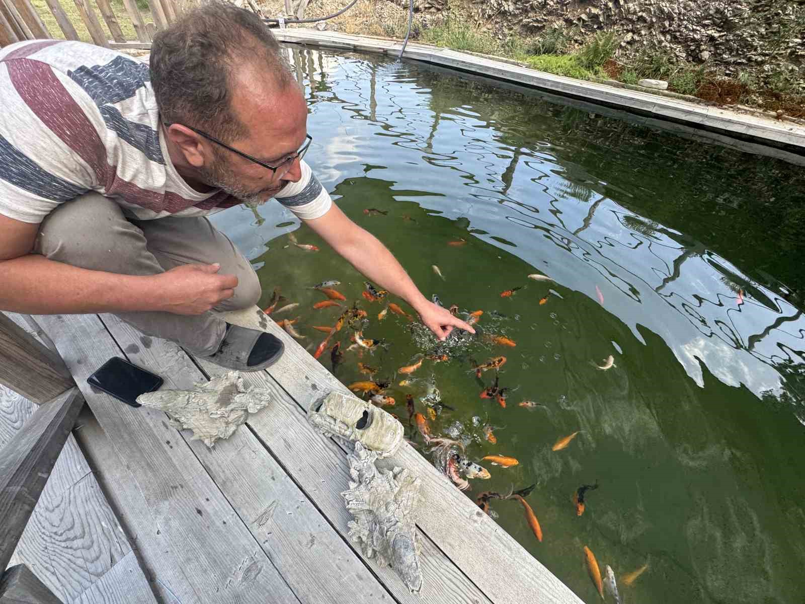 Akvaryum sevgisini yüzme havuzuna taşıdı