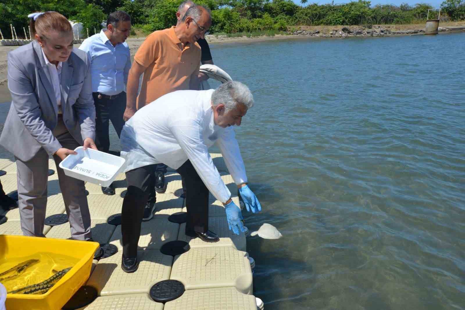 Karadeniz&rsquo;e kalkan ve mersin balığı bıraktılar
