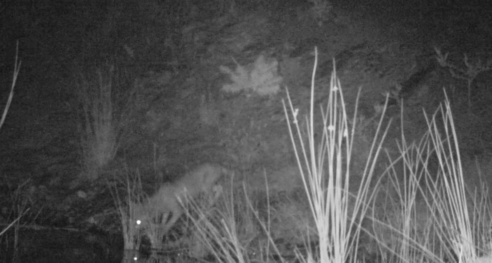 Yaban hayatı fotokapana yakalandı
